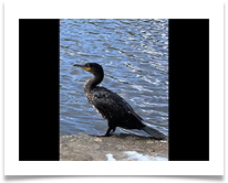 7_Great Cormorant - Chris Berg